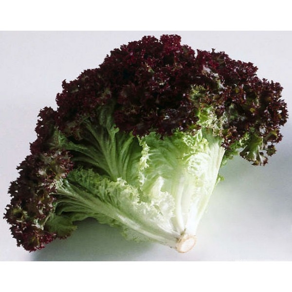 Lollo Rosso